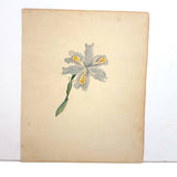 Yellow Bearded Pale Iris, Delicate Antique Watercolor