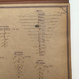 Feick Bros. CO. Pittsburgh Surgical Needles Salesman Samples Book