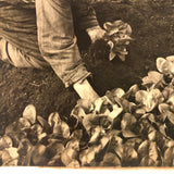 Truck Gardening Under Glass,New Jersey, Early Underwood & Underwood News Photo