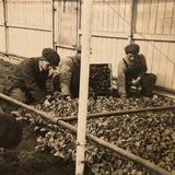 Truck Gardening Under Glass,New Jersey, Early Underwood & Underwood News Photo