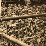 Truck Gardening Under Glass,New Jersey, Early Underwood & Underwood News Photo