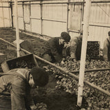 Truck Gardening Under Glass,New Jersey, Early Underwood & Underwood News Photo