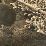 Truck Gardening Under Glass,New Jersey, Early Underwood & Underwood News Photo