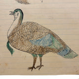 Ducks and Grouse (I think), James Adaire, Spring Grove PA, c. 1905 Ink and Crayon Drawing