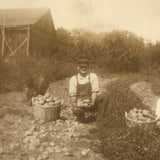 Potato Pickers (with Excellent Baskets), Hall's Farm, Westmoreland, NH Old Snapshot Photo
