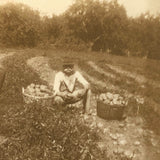 Potato Pickers (with Excellent Baskets), Hall's Farm, Westmoreland, NH Old Snapshot Photo