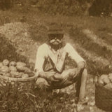 Potato Pickers (with Excellent Baskets), Hall's Farm, Westmoreland, NH Old Snapshot Photo