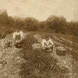Potato Pickers (with Excellent Baskets), Hall's Farm, Westmoreland, NH Old Snapshot Photo