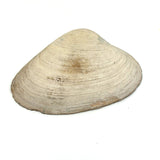 Painted Pansies on a Clam Shell, Antique Coastal New England Folk Art Momento