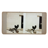 Double Rooster with View into Barn, Graphically Satisfying Old Homemade Stereoview