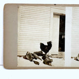 Double Rooster with View into Barn, Graphically Satisfying Old Homemade Stereoview