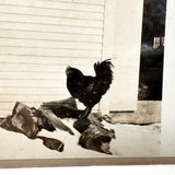 Double Rooster with View into Barn, Graphically Satisfying Old Homemade Stereoview