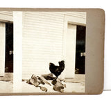 Double Rooster with View into Barn, Graphically Satisfying Old Homemade Stereoview
