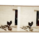 Double Rooster with View into Barn, Graphically Satisfying Old Homemade Stereoview