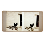 Double Rooster with View into Barn, Graphically Satisfying Old Homemade Stereoview