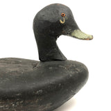 Handsome Antique Black Duck Green Bill Working Decoy Signed