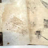 Leaf Studies, Rebecca Pillsbury's 1847 Notebook of Ink-stamped and Labeled Specimens, Nashville, NH