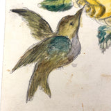 Hummingbird and Yellow Rose, 19th C. Schoolgirl Watercolor Drawing