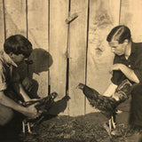 Cock Fight in the Barn Yard, Old Shapshot Photo