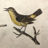 c. 1800 Very Fine German Ink and Watercolor on Laid of Two Songbirds