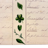 Bessie Slater's Beautiful 19th Century Ink and Watercolor Botany Chart: Leaves