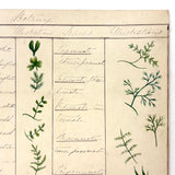 Bessie Slater's Beautiful 19th Century Ink and Watercolor Botany Chart: Leaves