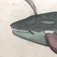 c. 1800 Very Fine Ink and Watercolor on Laid of Blue Whale and Narwahl