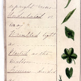 Bessie Slater's Beautiful 19th Century Ink and Watercolor Botany Chart: Leaves