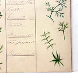 Bessie Slater's Beautiful 19th Century Ink and Watercolor Botany Chart: Leaves