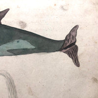 c. 1800 Very Fine Ink and Watercolor on Laid of Blue Whale and Narwahl