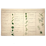 Bessie Slater's Beautiful 19th Century Ink and Watercolor Botany Chart: Leaves