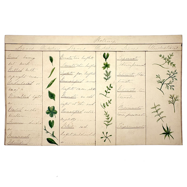 Bessie Slater's Beautiful 19th Century Ink and Watercolor Botany Chart: Leaves