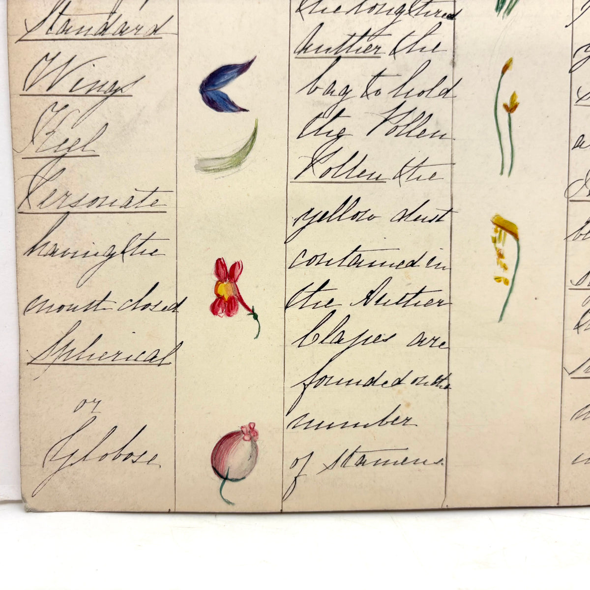 Bessie Slater's Beautiful 19th Century Ink and Watercolor Botany Chart ...