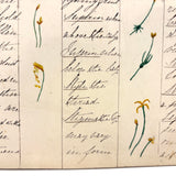 Bessie Slater's Beautiful 19th Century Ink and Watercolor Botany Chart: Flower Parts & Seeds