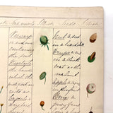 Bessie Slater's Beautiful 19th Century Ink and Watercolor Botany Chart: Flower Parts & Seeds