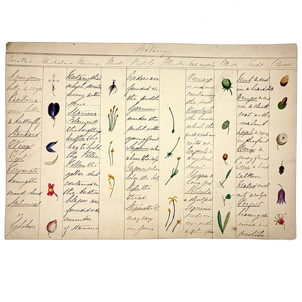 Bessie Slater's Beautiful 19th Century Ink and Watercolor Botany Chart: Flower Parts & Seeds