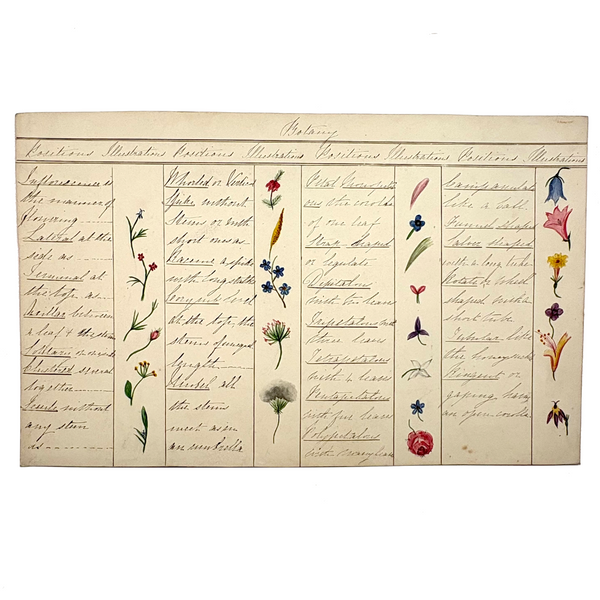Bessie Slater's Beautiful 19th Century Ink and Watercolor Botany Chart: Flower Positions