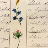 Bessie Slater's Beautiful 19th Century Ink and Watercolor Botany Chart: Flower Positions