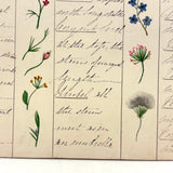 Bessie Slater's Beautiful 19th Century Ink and Watercolor Botany Chart: Flower Positions