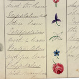 Bessie Slater's Beautiful 19th Century Ink and Watercolor Botany Chart: Flower Positions
