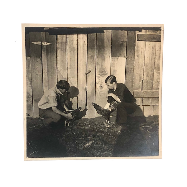Cock Fight in the Barn Yard, Old Shapshot Photo