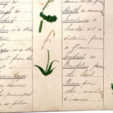 Bessie Slater's Beautiful 19th Century Ink and Watercolor Botany Chart: Stems, Appendages, Calices