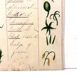 Bessie Slater's Beautiful 19th Century Ink and Watercolor Botany Chart: Stems, Appendages, Calices