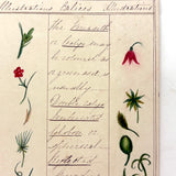 Bessie Slater's Beautiful 19th Century Ink and Watercolor Botany Chart: Stems, Appendages, Calices