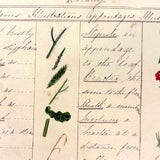 Bessie Slater's Beautiful 19th Century Ink and Watercolor Botany Chart: Stems, Appendages, Calices