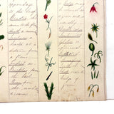 Bessie Slater's Beautiful 19th Century Ink and Watercolor Botany Chart: Stems, Appendages, Calices
