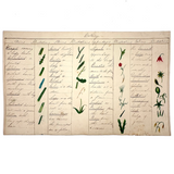 Bessie Slater's Beautiful 19th Century Ink and Watercolor Botany Chart: Stems, Appendages, Calices