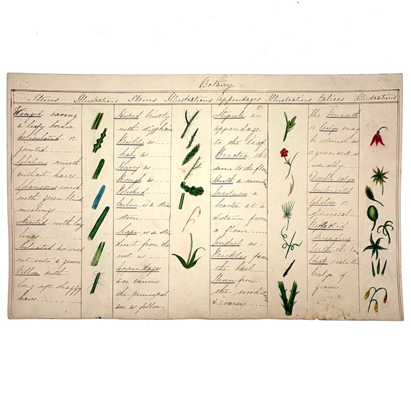 Bessie Slater's Beautiful 19th Century Ink and Watercolor Botany Chart: Stems, Appendages, Calices