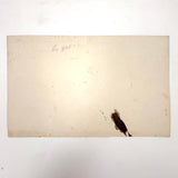 Bessie Slater's Beautiful 19th Century Ink and Watercolor Botany Chart: Stems, Appendages, Calices