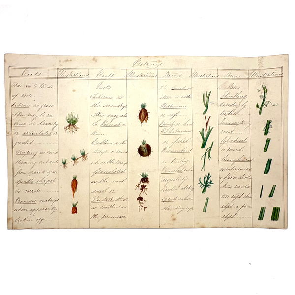 Bessie Slater's Beautiful 19th Century Ink and Watercolor Botany Chart: Roots and Stems